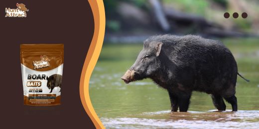 How to test the effectiveness of a wild boar attractant?