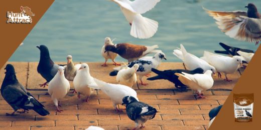 How to use a pigeon attractant?