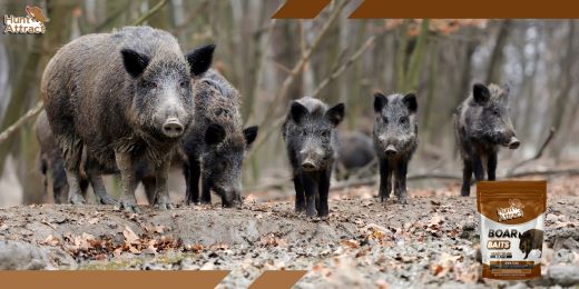 What are common mistakes to avoid when using a wild boar attractant?