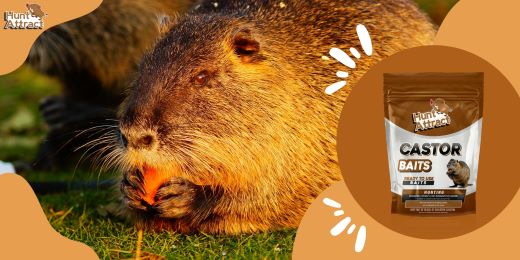 How to use a coypu attractant effectively?