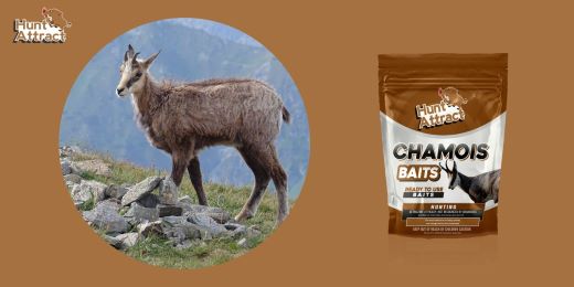 How to use chamois attractants?