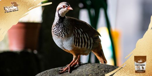 What are the best techniques and baits to attract partridges?