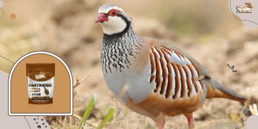 How can partridge attractant improve your hunting experience?