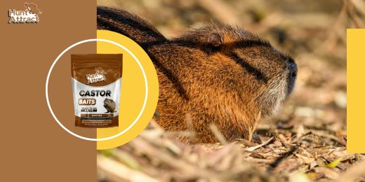 When is the best time of year to use coypu attractant?