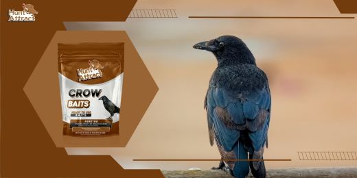 Where can I buy the best crow attractant?