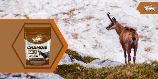 When is the best time to use a chamois attractant?