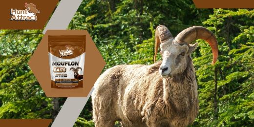 How to create an effective mouflon attractant?