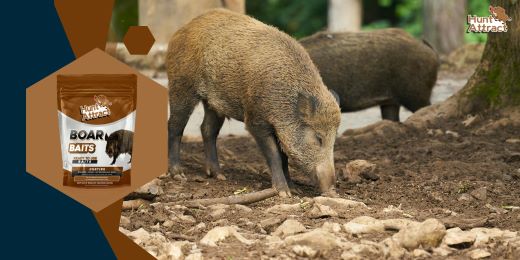 What are the essential ingredients of a wild boar attractant?