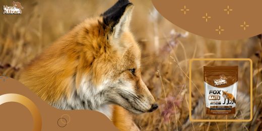 What are the benefits of using a fox attractant?