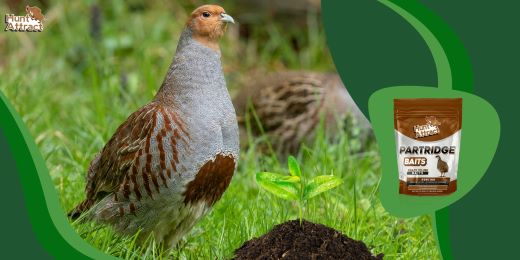 How to choose an effective partridge attractant?