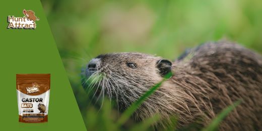 What bait to attract coypu?