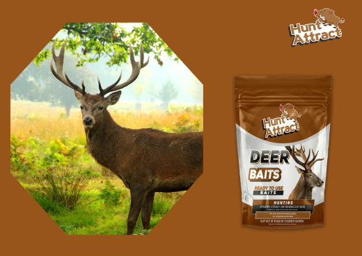 What are the methods to attract deer and roe deer?