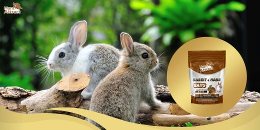 Why use a rabbit attractant?